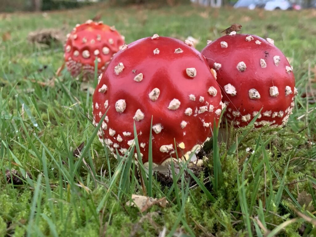 Paddenstoelen in het gras, rood met witte stippen, naotoor dat ze waarschijnlijk vliegenzwammen zijn, op een natuurlijke achtergrond.