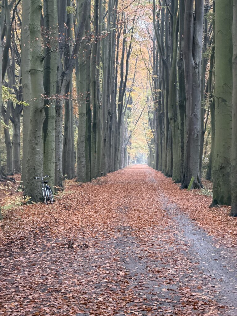 Rustige bosrijke weg met herfstkleuren, hoge bomen en een fietserrekje aan de linkerkant, perfecte setting voor digitale marketing en webdesign in Nederland.